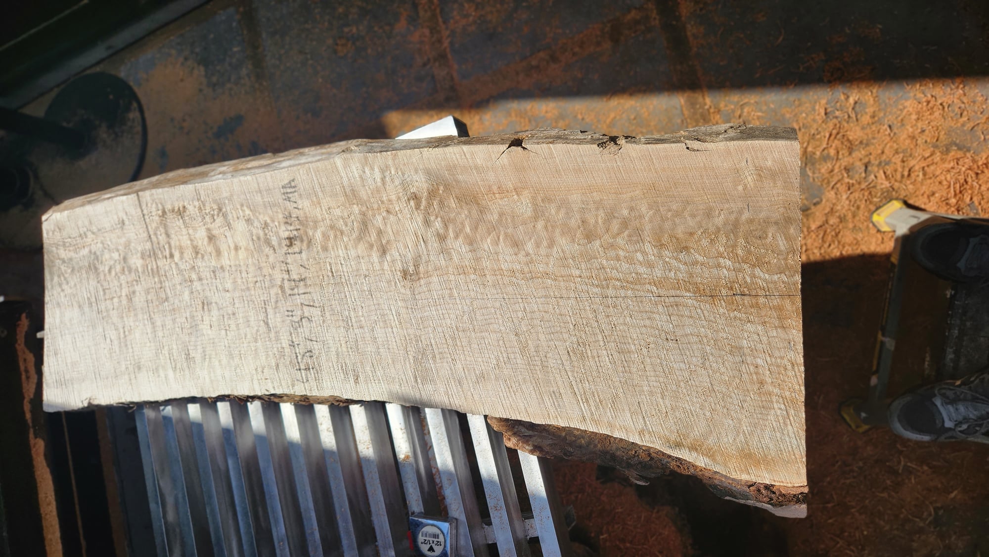 Big Leaf Maple
